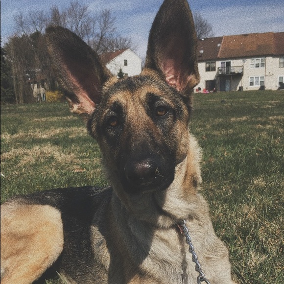 Meet your Posher, Lindsay - Picture 1 of 1